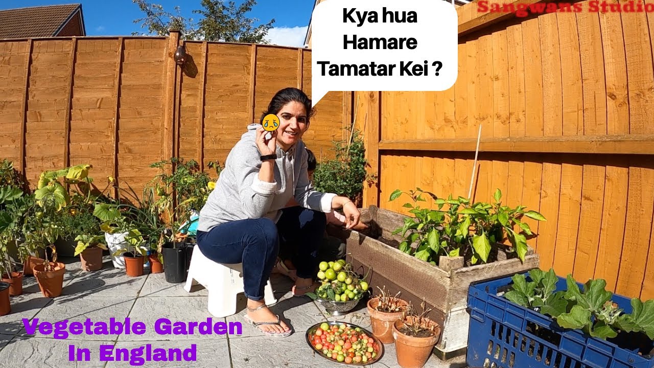 Our Tomato plants are Finished Now because of 😢|Kitchen or Vegetable Garden| The Sangwan Family