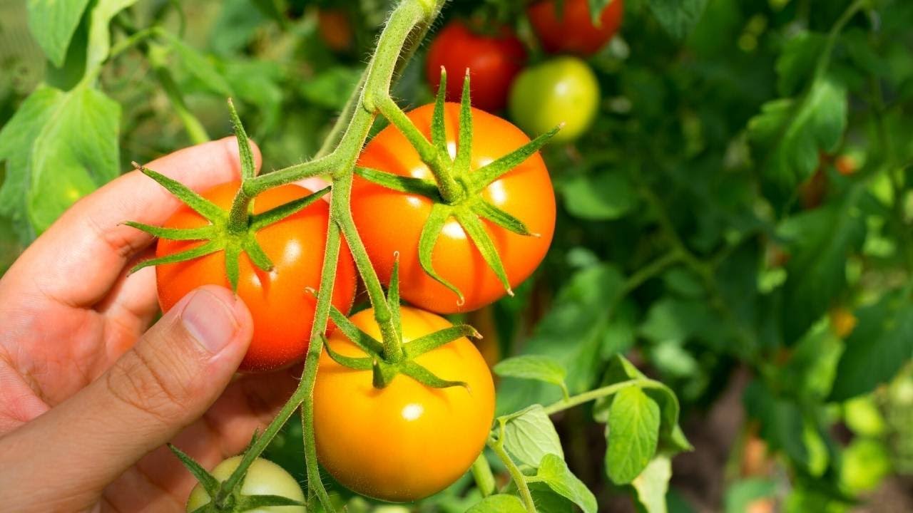 How To Grow Organic Tomatoes Faster At Home | Gardening Tips