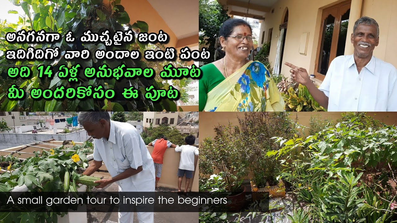 A small Inspiration for Beginners in Gardening || A story of Retired couples Garden