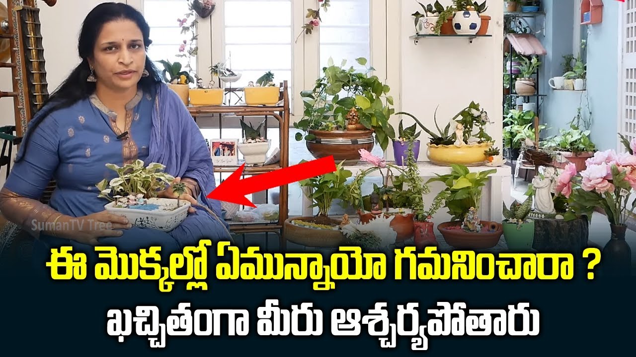 Beautiful Gardening Ideas Telugu || Medicinal Plants || Grow Plants at Home || SumanTV Tree