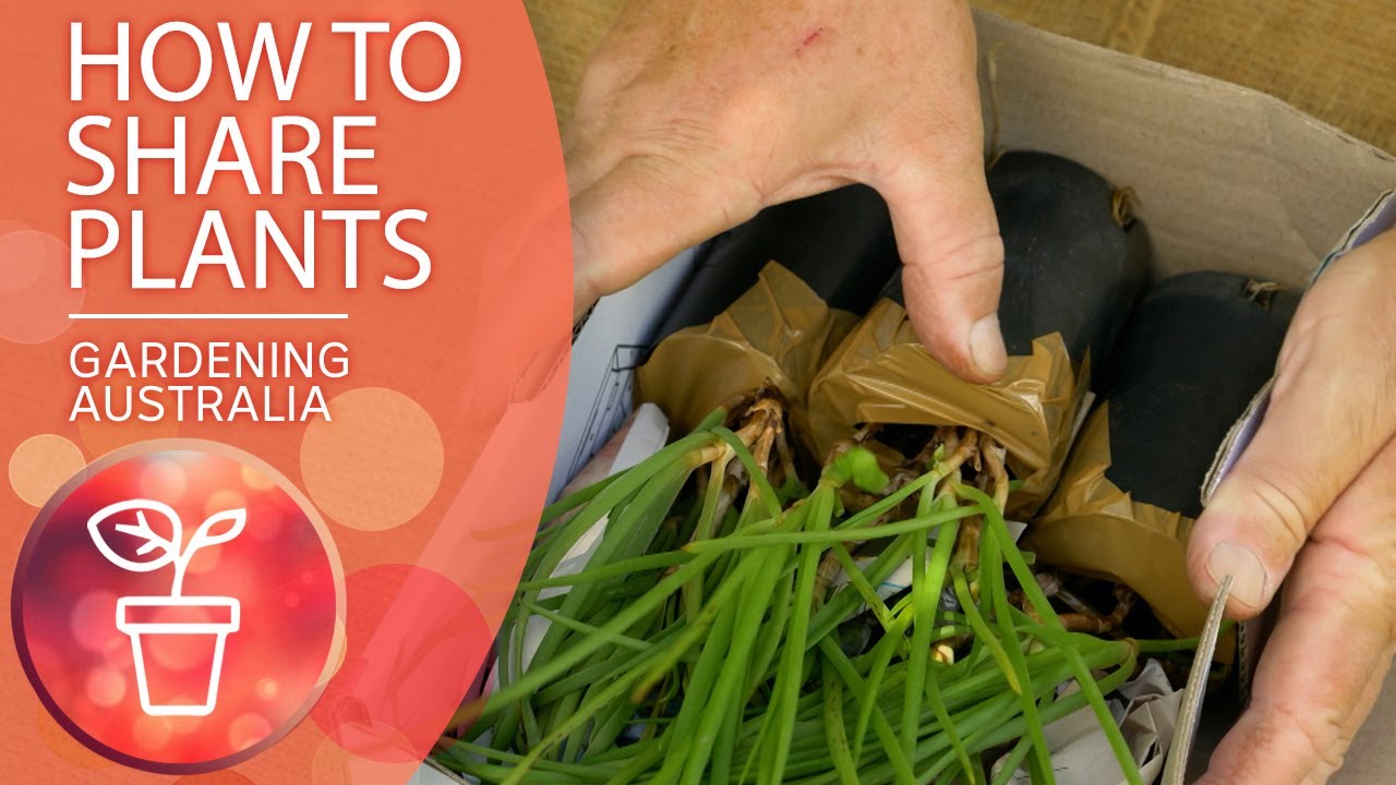 How To Share Plants | Gardening Hacks | Gardening Australia