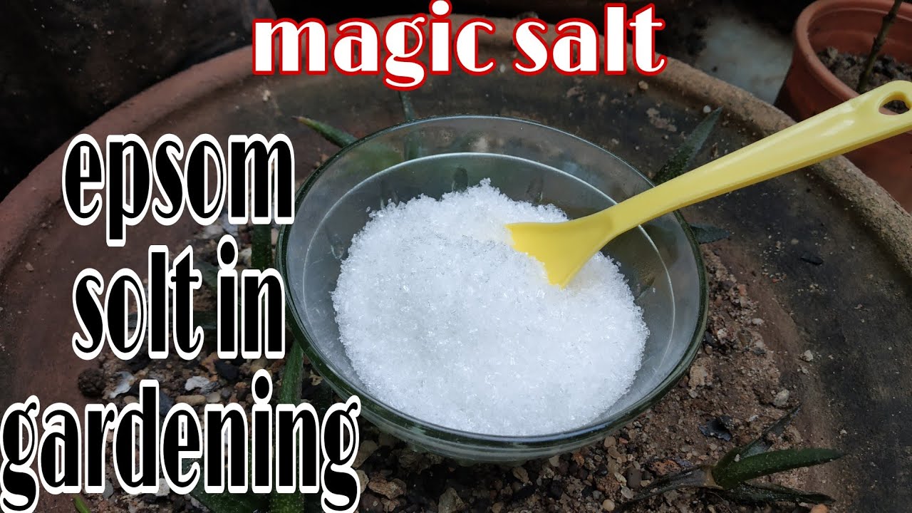 epsom salt in gardening, gardening hacks