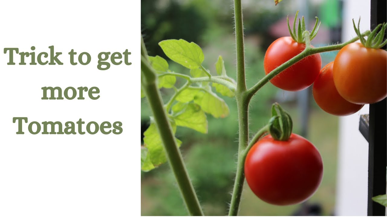 Simple trick to get more tomatoes from the plants | Gardening hacks