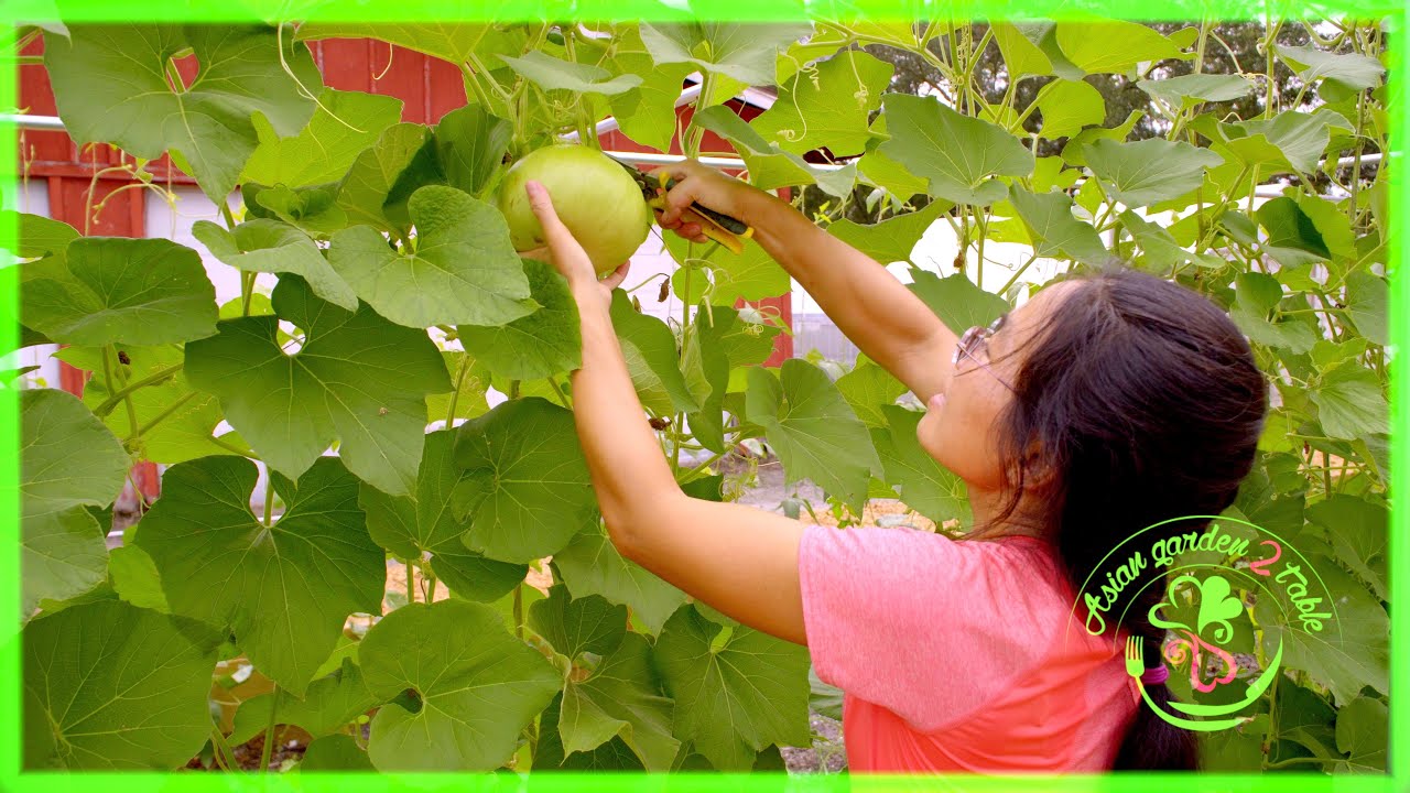 First harvest in our vegetable garden, bottle gourd went crazy!