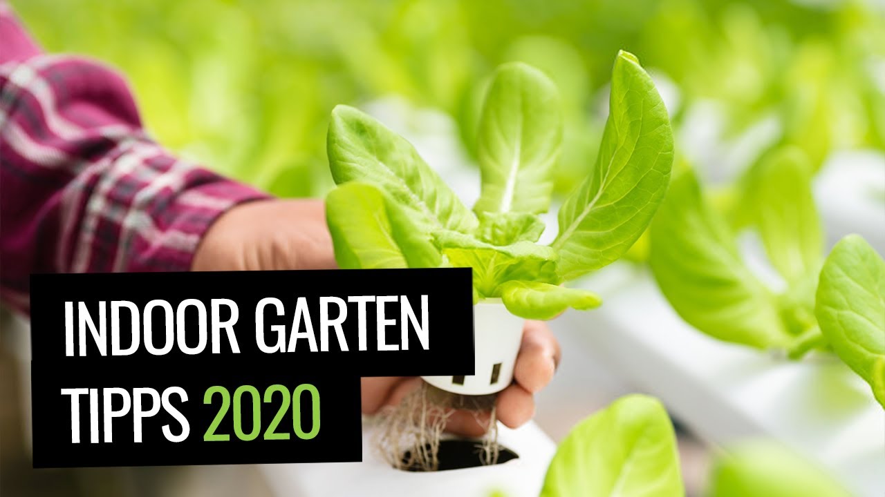 Indoor Garten mit Smart Gardening – 5 einfache Tipps für deinen Garten zuhause (2020)