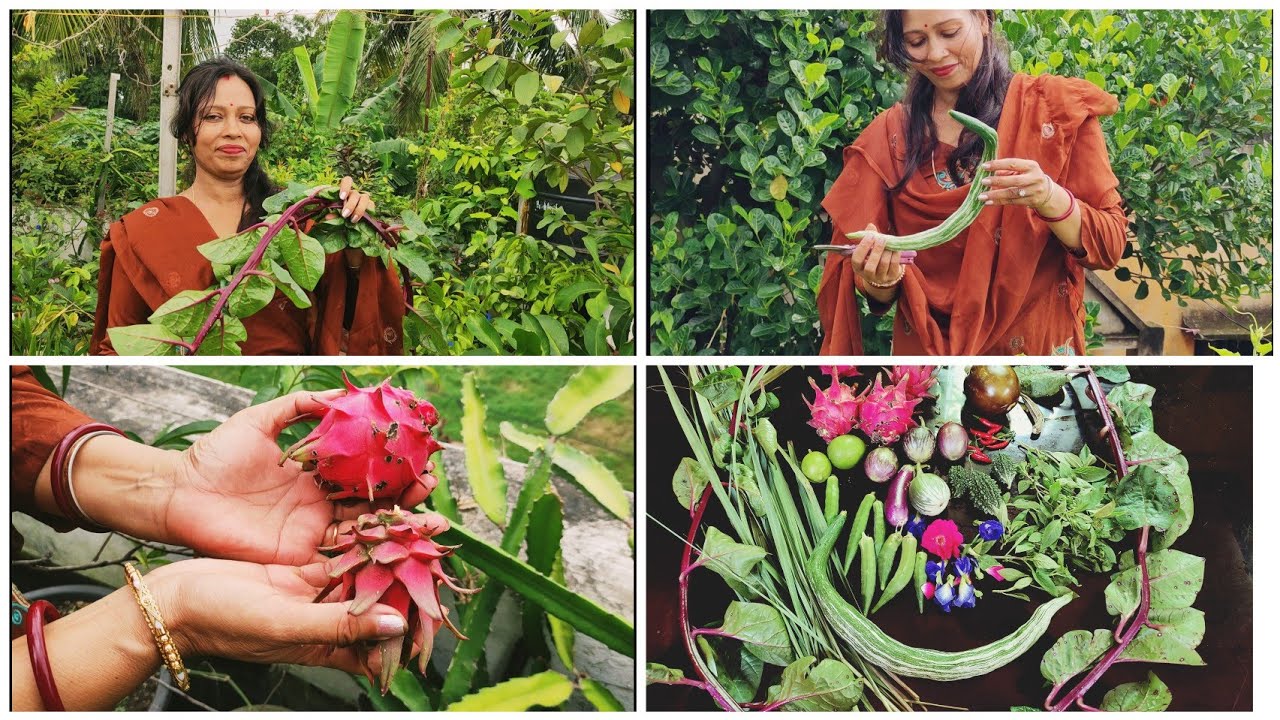 Harvesting Vegetables & Fruit In My Terrace Garden | Terrace Garden Over View |