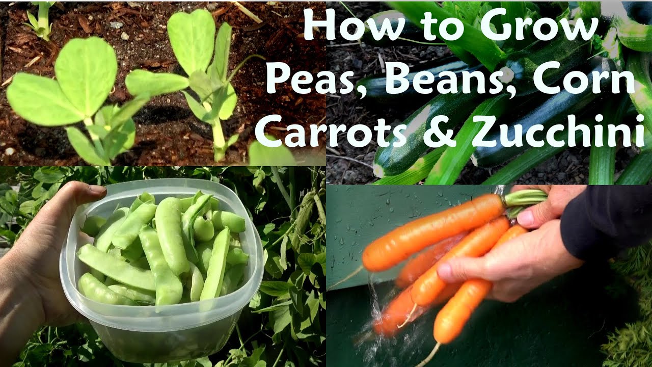 Organic Vegetable Gardening 101 Tips for Beginners; How to Grow Beans, Peas, Corn, Carrots, Zucchini