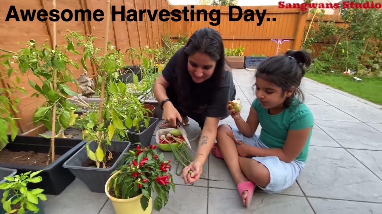 Harvesting Day again in Sep 2020| Vegetable Garden and Kitchen Garden in England|The Sangwan Family