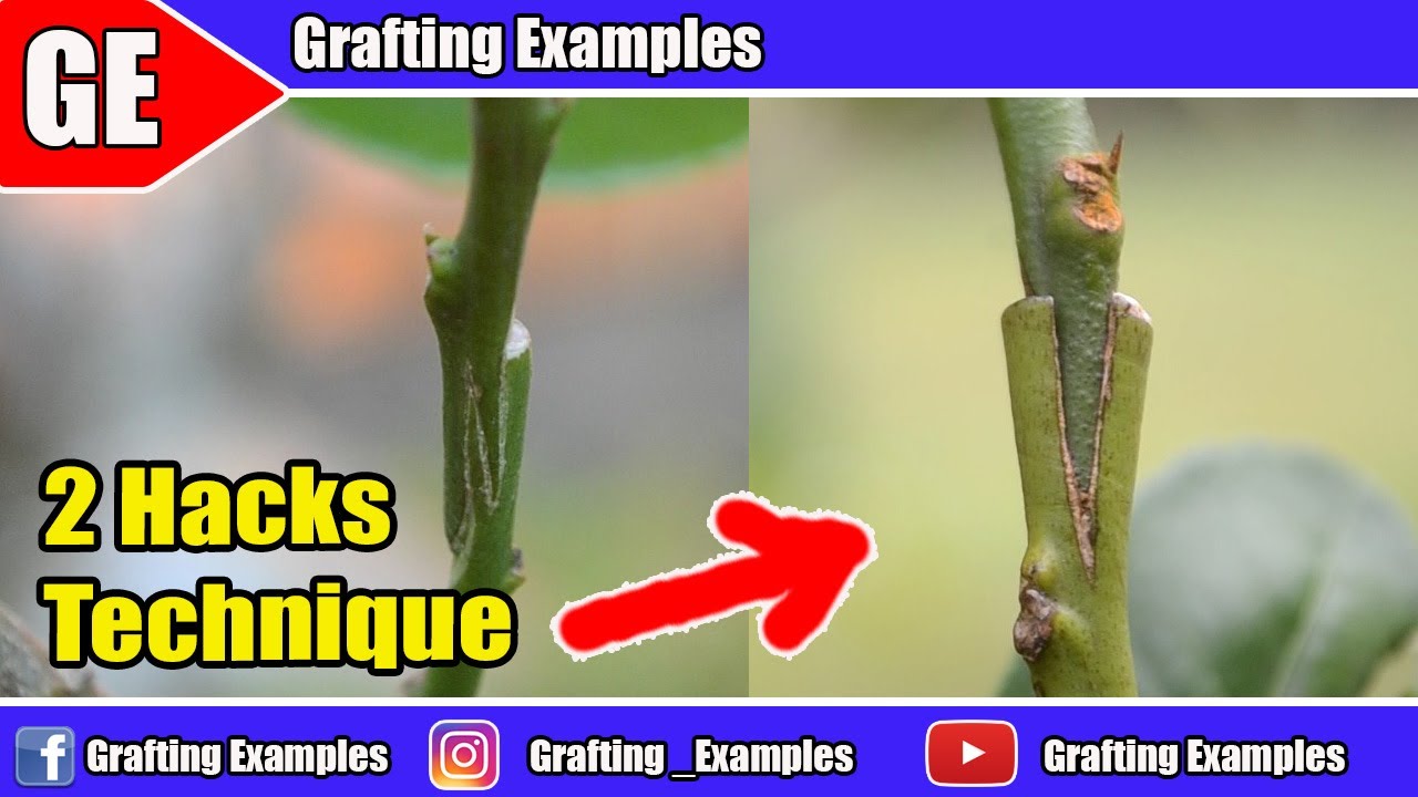 2 Hacks Technique Grafting Citrus You Should To Know | Gardening Hacks