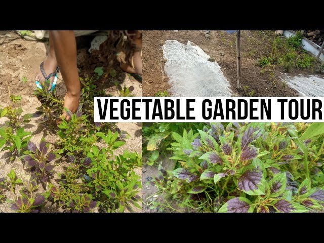 Vegetable Garden Tour 2020|WHAT IS GROWING IN MY SMALL EDIBLE VEGETABLE GARDEN