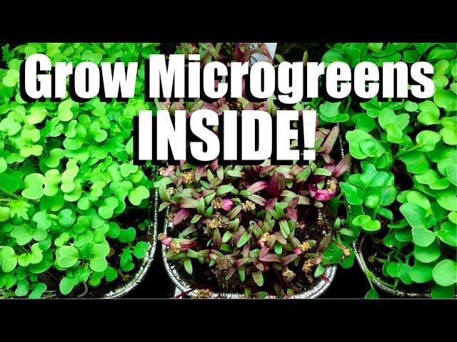 How to Grow Microgreens INSIDE! // Indoor Garden #1