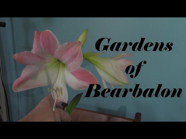 A Tour of the Indoor Gardens of Bearbalon