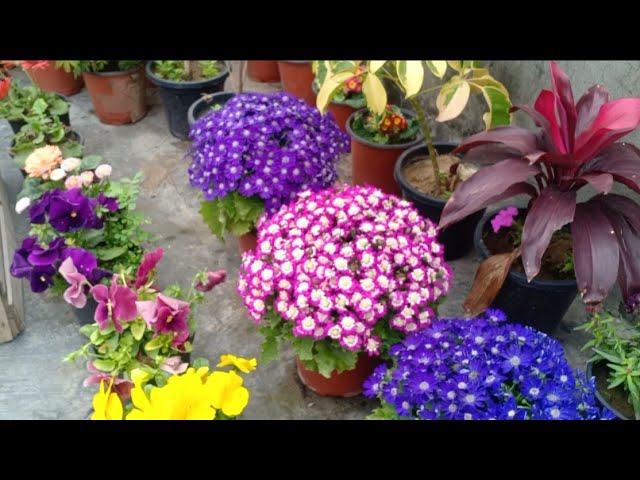Best 5 Heavy Flowering Plants For Winter Garden || Balcony Flowering Plants 2020
