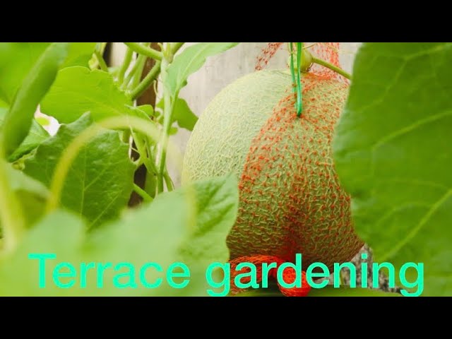 Terrace gardening for beginners| rooftop garden|how to grow vegetables at home using kitchen waste|