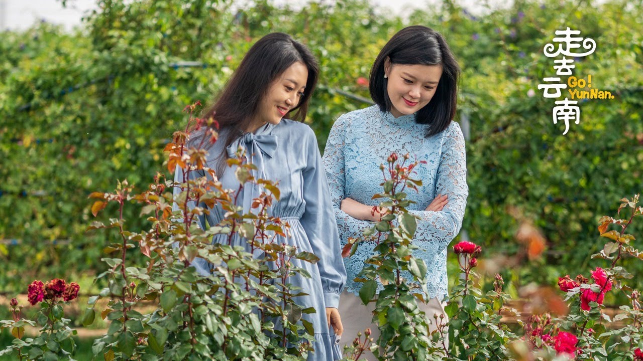 Live: A lovely teatime at a rose garden in SW China flower kingdom 