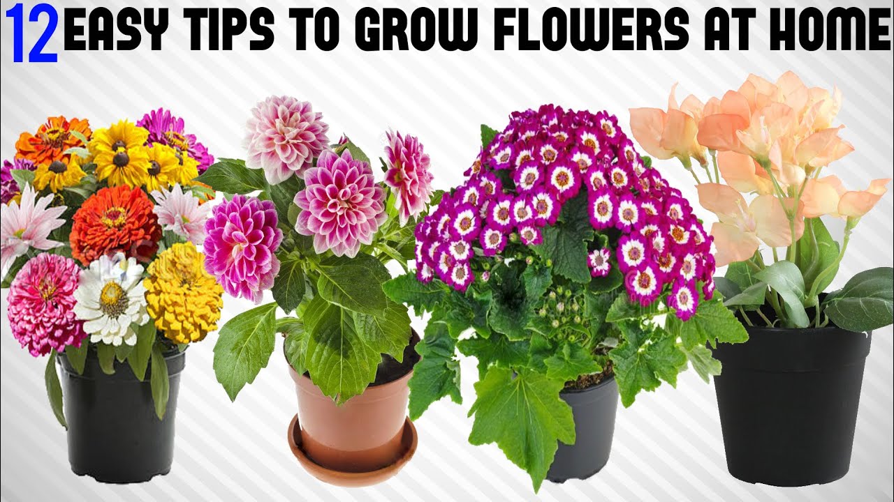 12 Tricks To Grow Tons of Flowers at Home | EASY TIPS