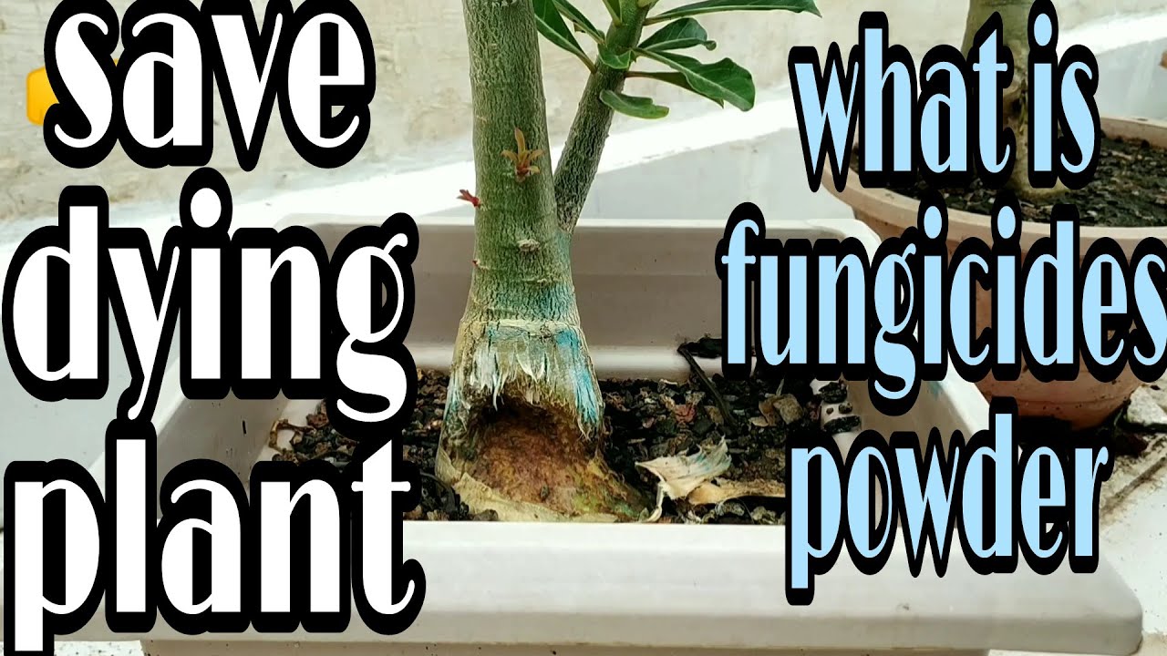 what is fungicides powder/ how to save dying plant, gardening hacks