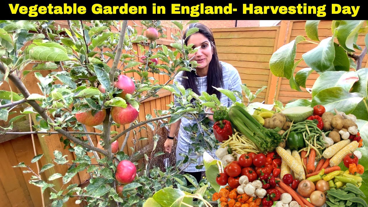 Vegetable Garden- Harvesting Day Oct 2020 (Part 1)| Indian Youtuber in England| Sangwan family