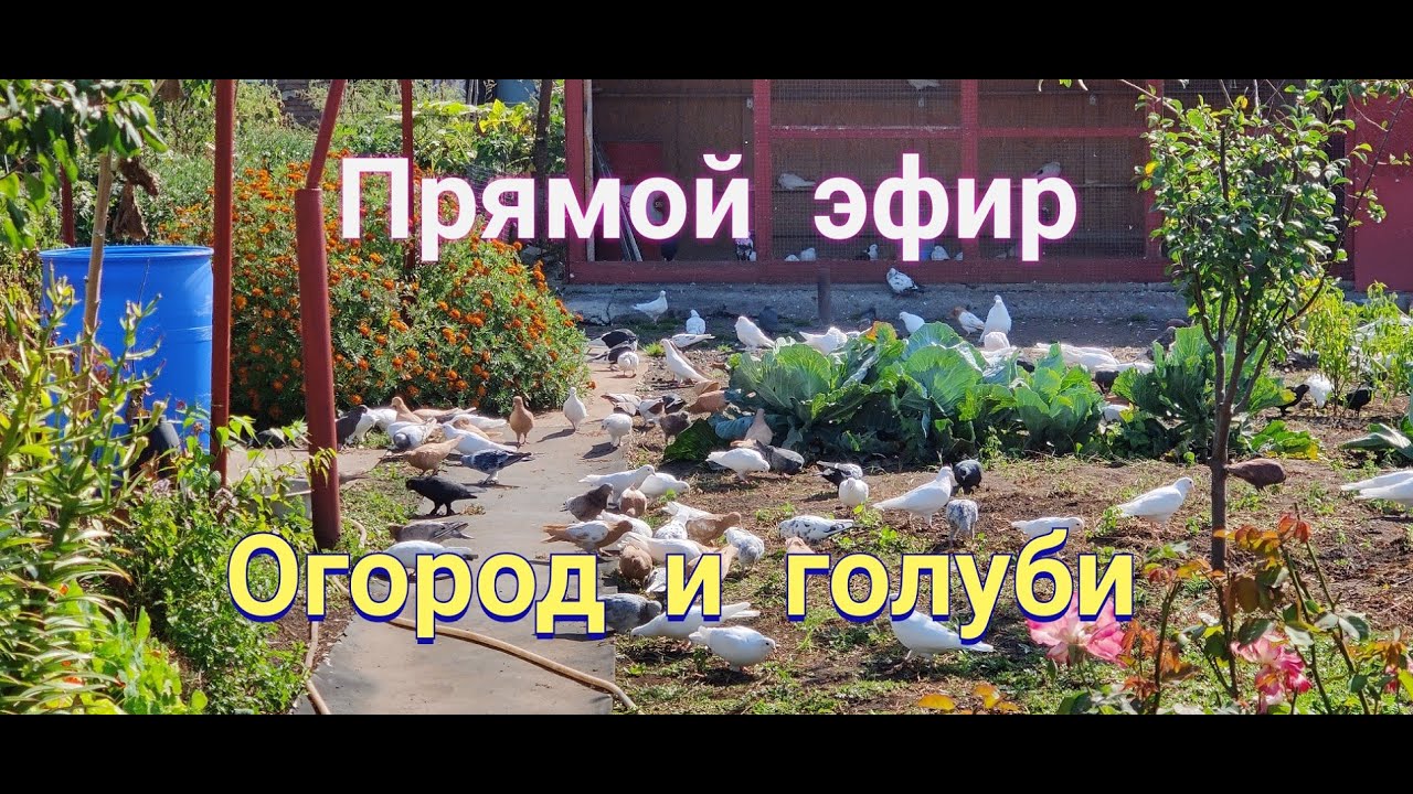     .Vegetable Garden and Pigeons Live Stream