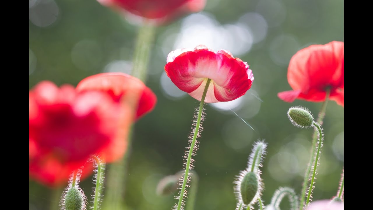 Angels Choir Poppies-Flower Garden Montage