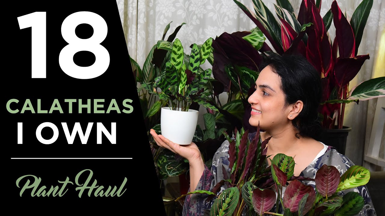 18 varieties of Calatheas I own | Plant Haul | Indoor gardening #Calatheas #Goeppertias