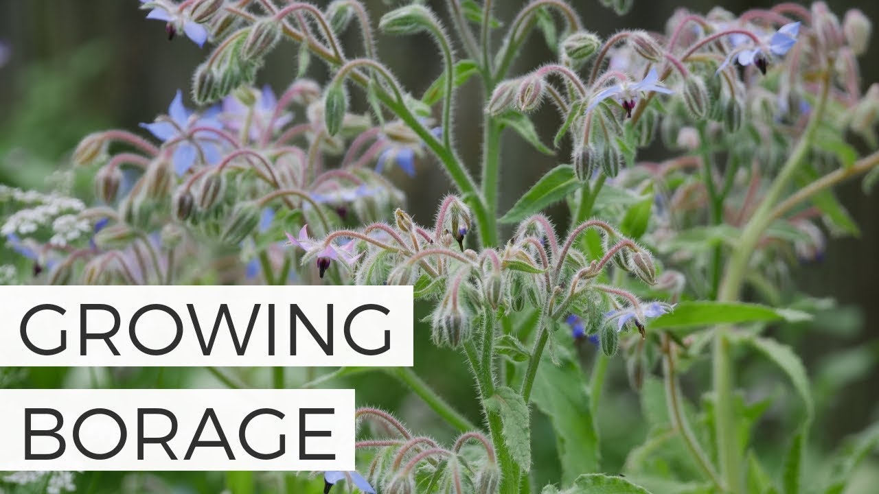 How to Grow Borage from Seed  Cut Flower Gardening for Beginners