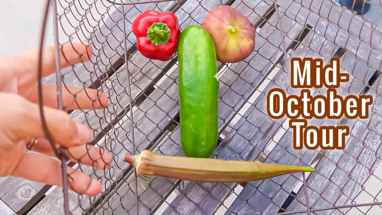 Mid-October Vegetable Garden TOUR / New October Seeds