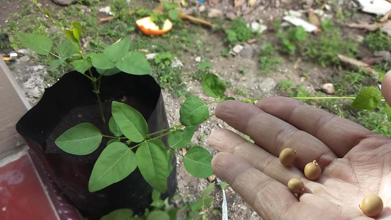 How to Grow a Winged Bean From Seeds  Gardening Tips