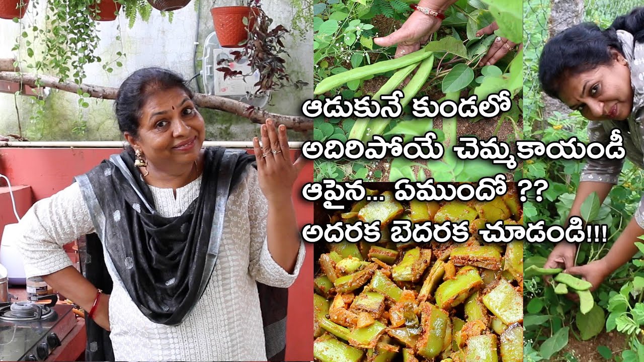 Chemmakaya curry/Thammakaya plant in my kitchen garden/Hyderabad gardener/Treditional veg