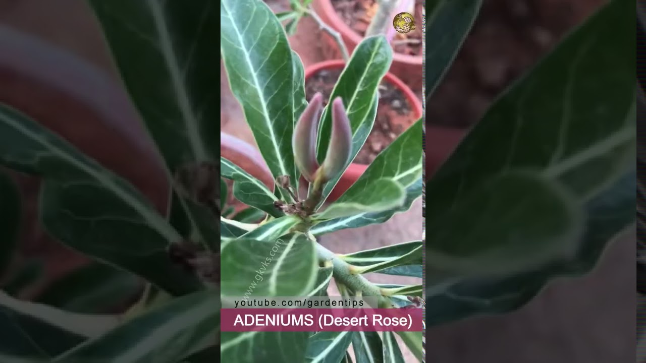 Multiply Adenium Plants Easily
