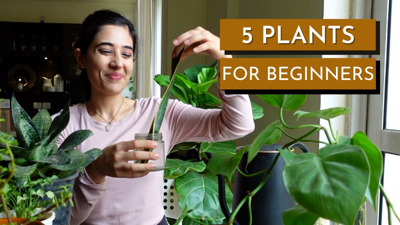 5 House plants for beginners! Home gardening tips and care instructions for plants!