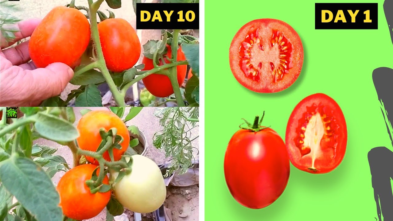 6 Fast Growing Fruits And Vegetables | Tomato Companion Plants | Gardening Hacks | Grow Plants