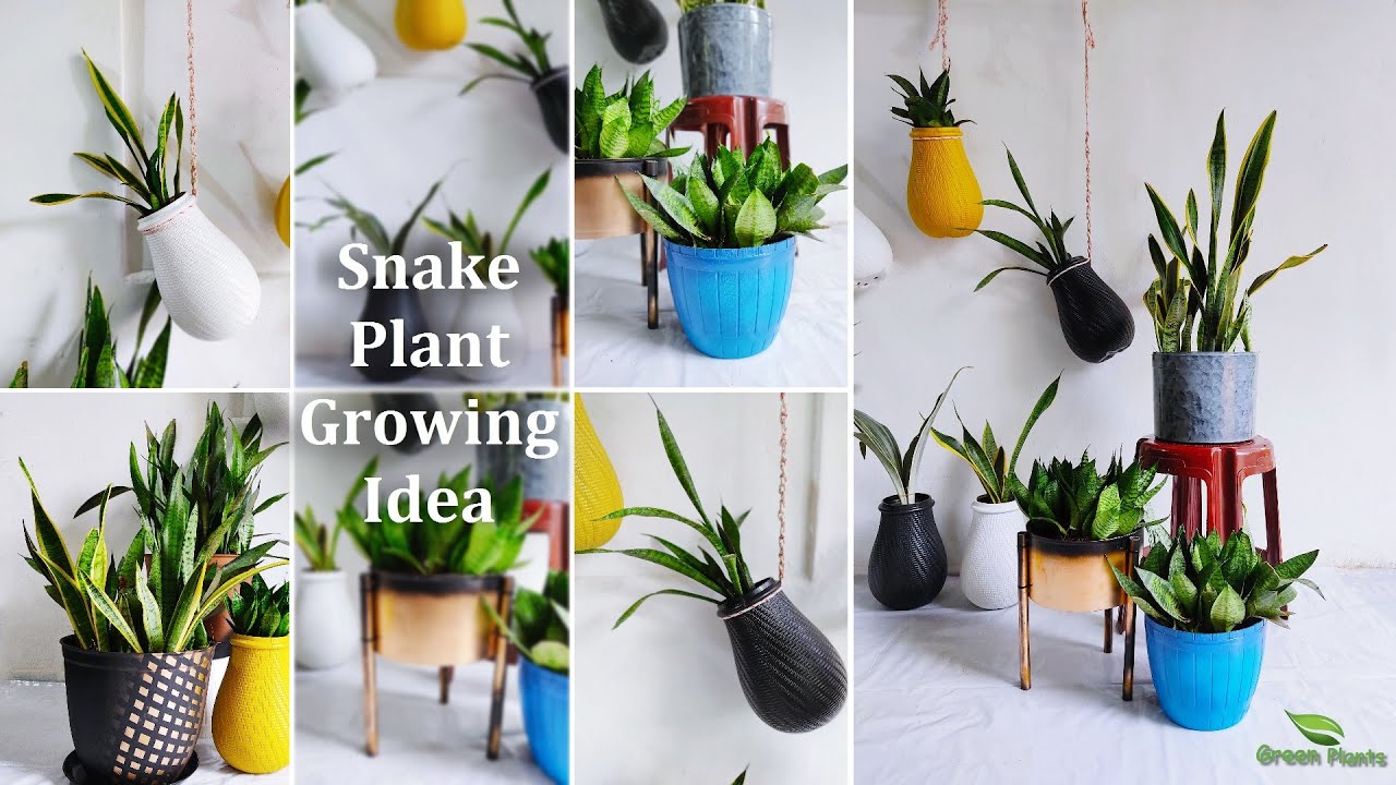 Best Ideas to Grow Snake Plant-Snake plant Growing in Indoor-Snake plants Growing Idea//GREEN PLANTS