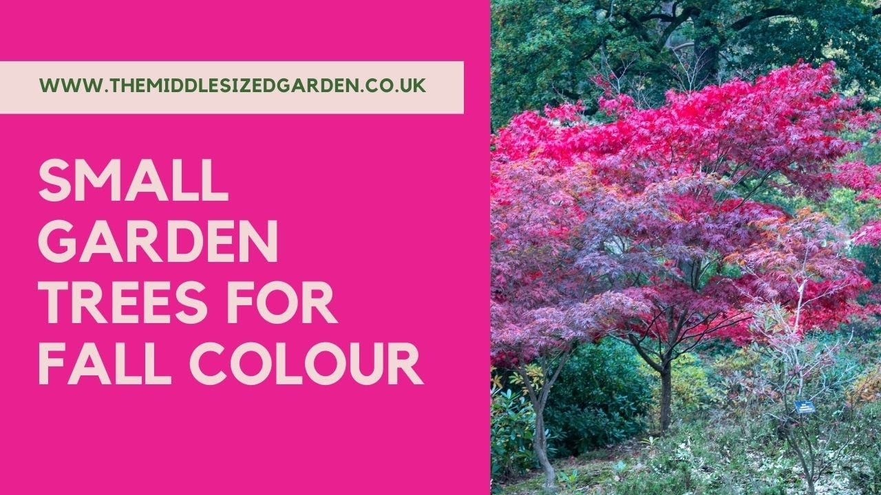 How to choose small garden trees for autumn color  plus planting tips