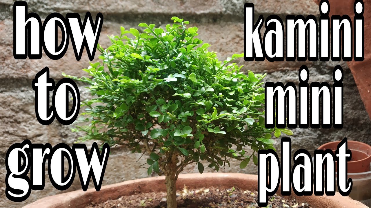 how to grow kamini mini plant with update, gardening hacks.