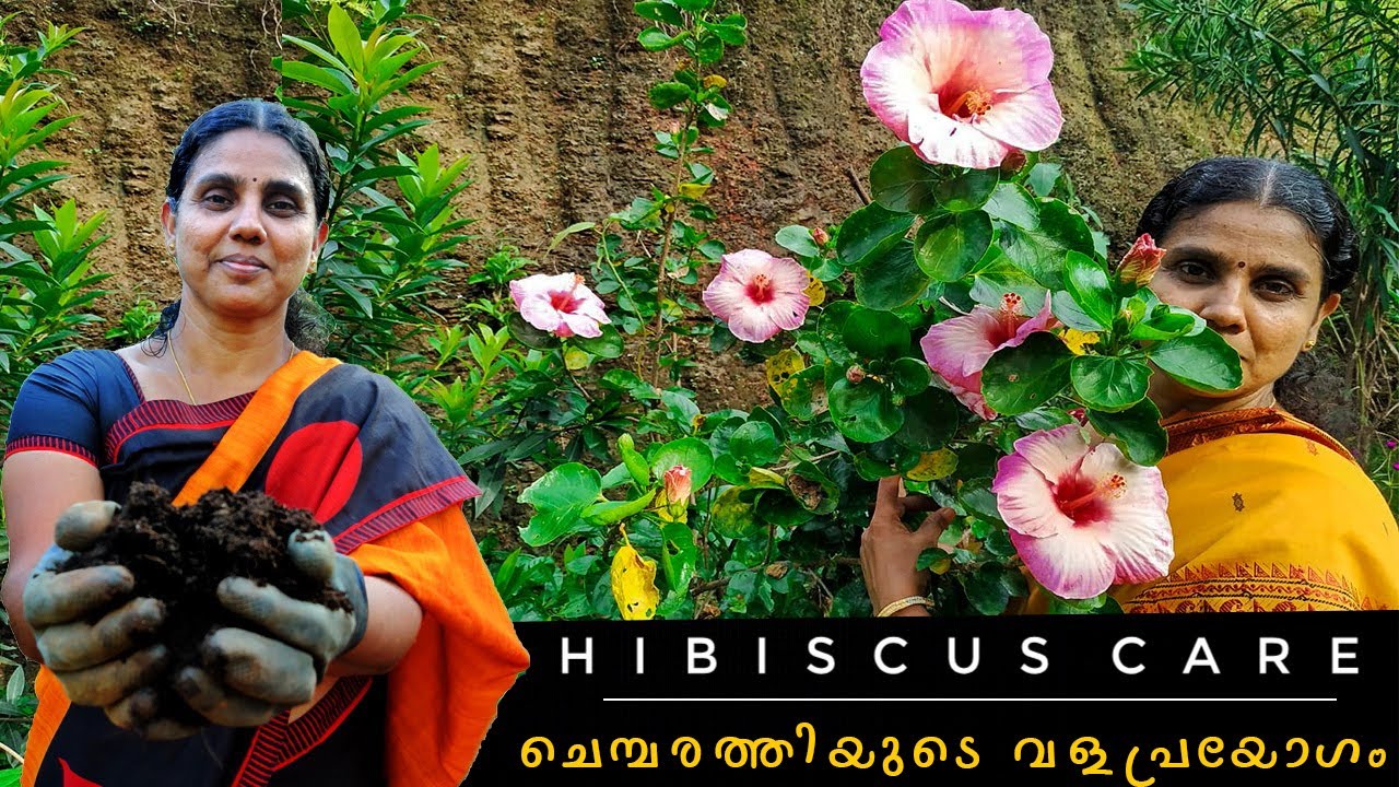 Hibiscus Plant Care | ചെമ്പരത്തിയുടെ വളപ്രയോഗം | Garden Tips | Home Garden