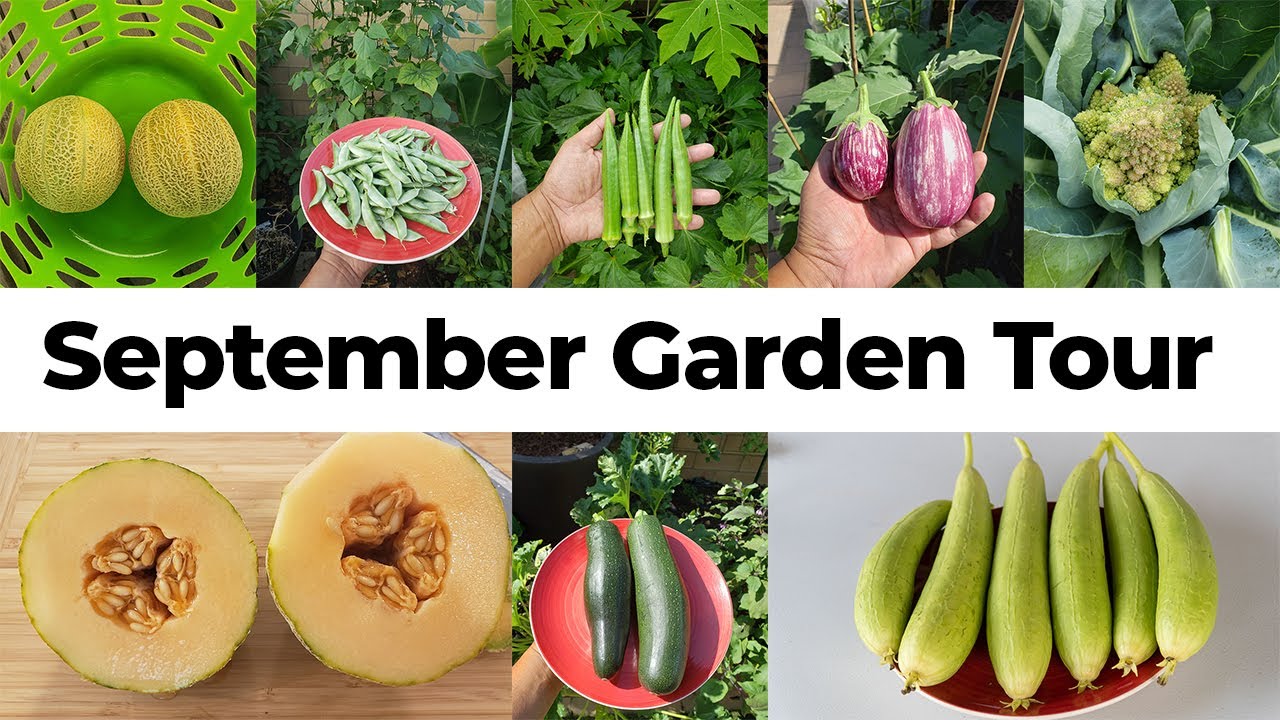 Summer & Fall Harvests! Sep 2020 Vegetable Garden & Zen Garden Tour