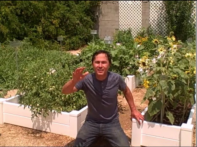 Most Successful Vegetable Garden in Las Vegas Desert Yields 600 lbs of Tomatoes a Day