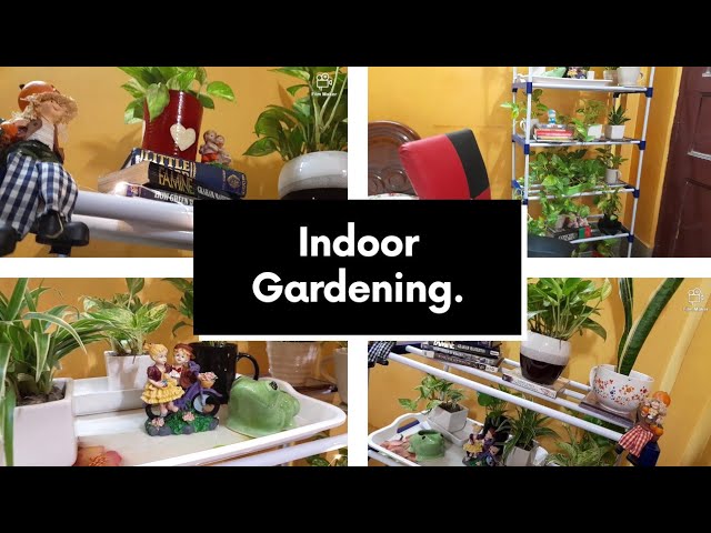 Indoor gardening. Beautiful Indoor plants decor by plants  stand.My new Plants Stand.