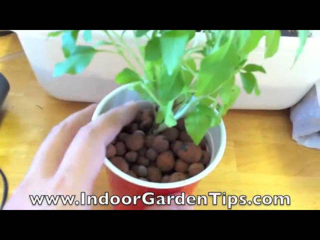 Indoor Garden Tips  Hydroponics  Transplanting Herbs From Containers To Hydroponic System