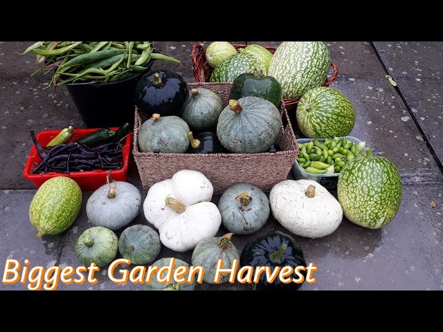 BIG Vegetable Garden Harvest  [October Harvest] Homegrown Gardening #gardenersworld