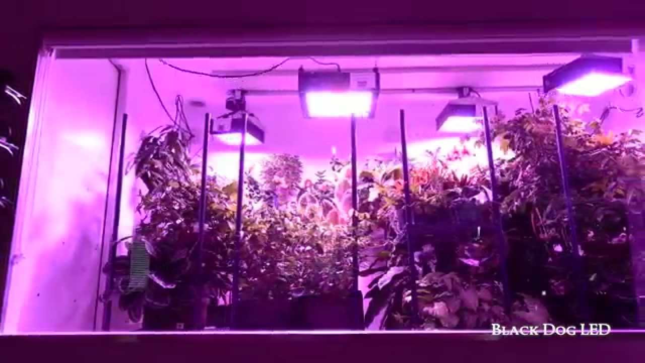 The Ultimate LED Grow Light Indoor Garden