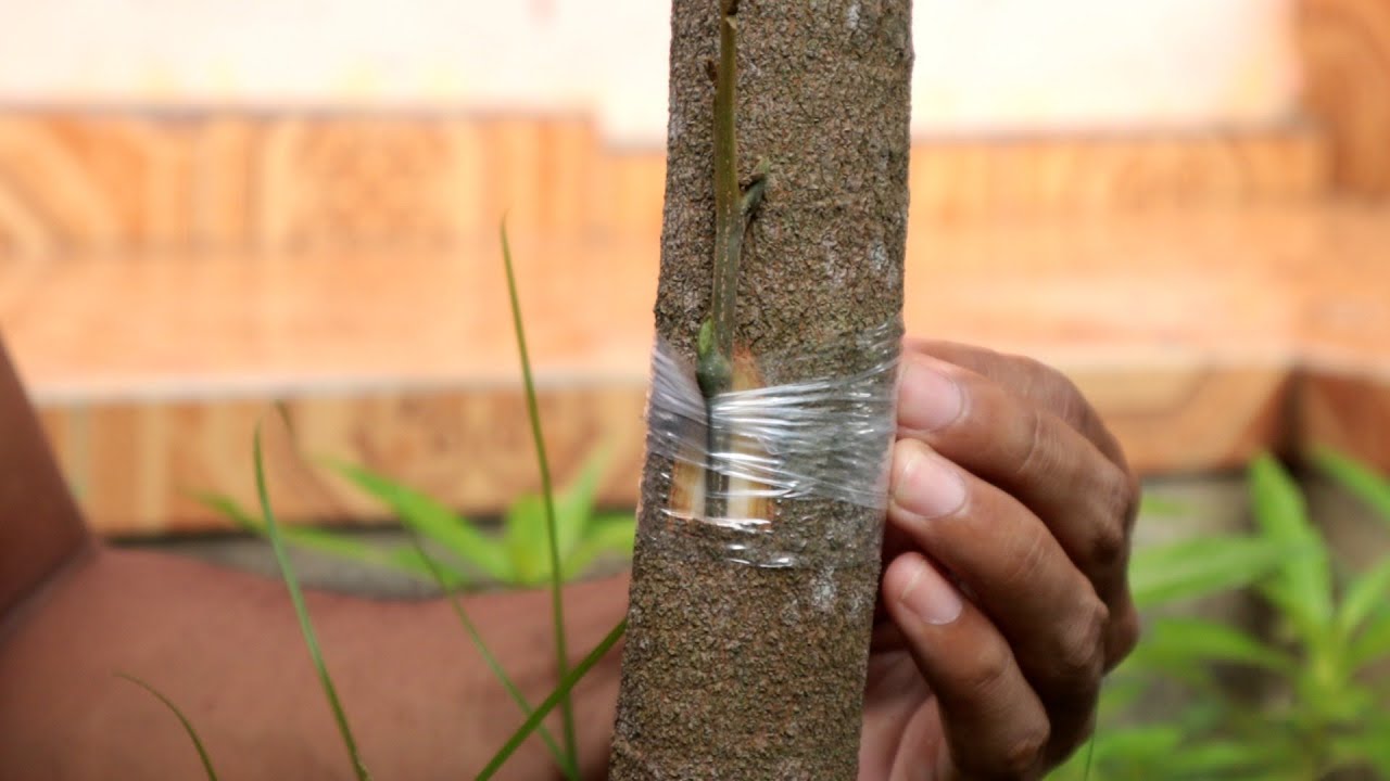 How to Grafting Fruit Trees Gardening Hacks Full HD