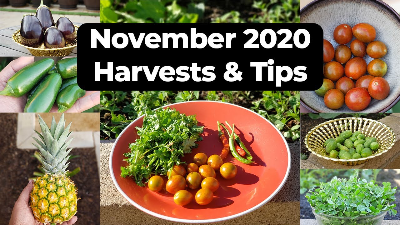 California Gardening Nov 2020 Garden Tour  Gardening Tips, Harvests & More!