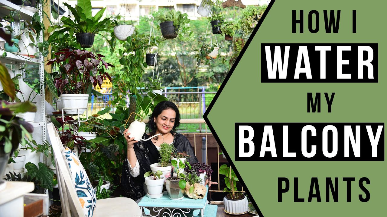 How I water my balcony plants | 300+ plants | indoor gardening | #Urbanjungle #rareplants #plantgoal