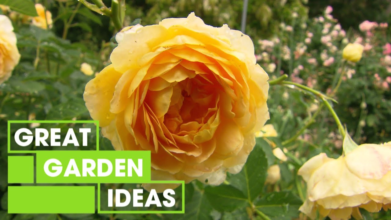 Australias Premier Rose Garden | Garden | Great Home Ideas