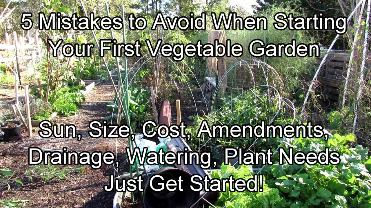 5 Mistakes to Avoid When Starting Your First Vegetable Garden: Sun, Size,  Money, Watering & More