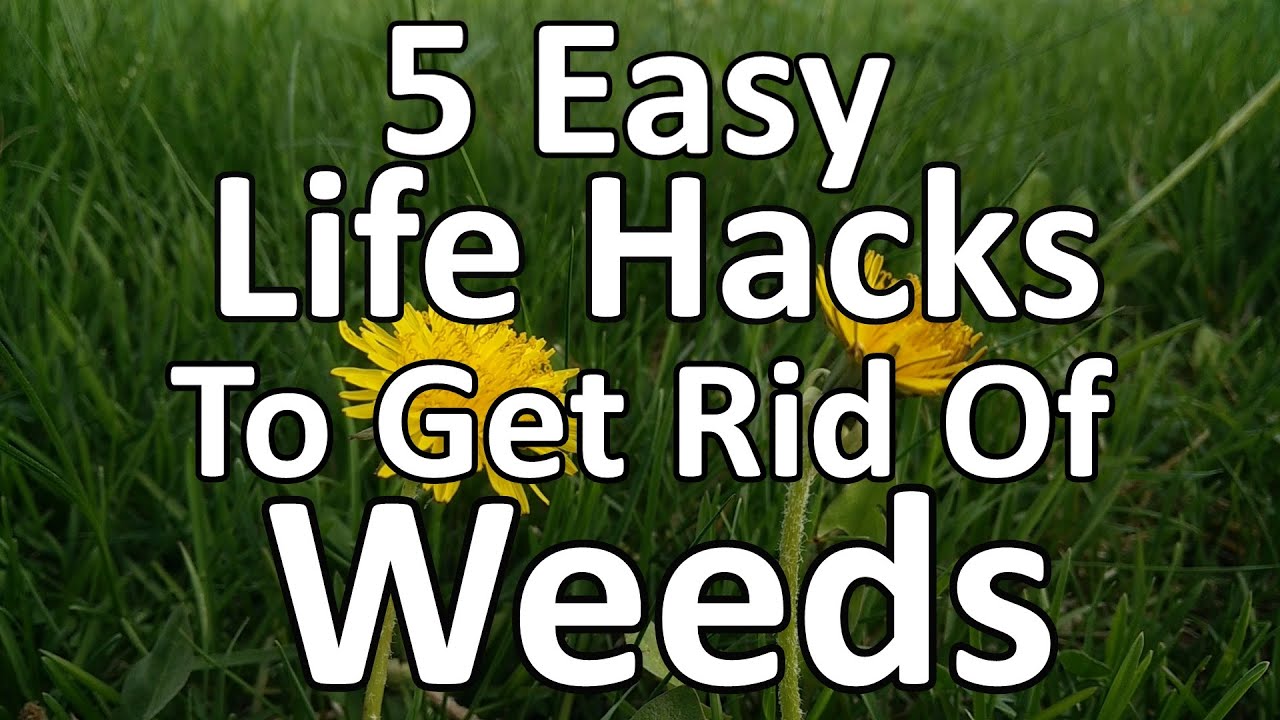 5 Easy Life Hacks for Getting Rid of Weeds!