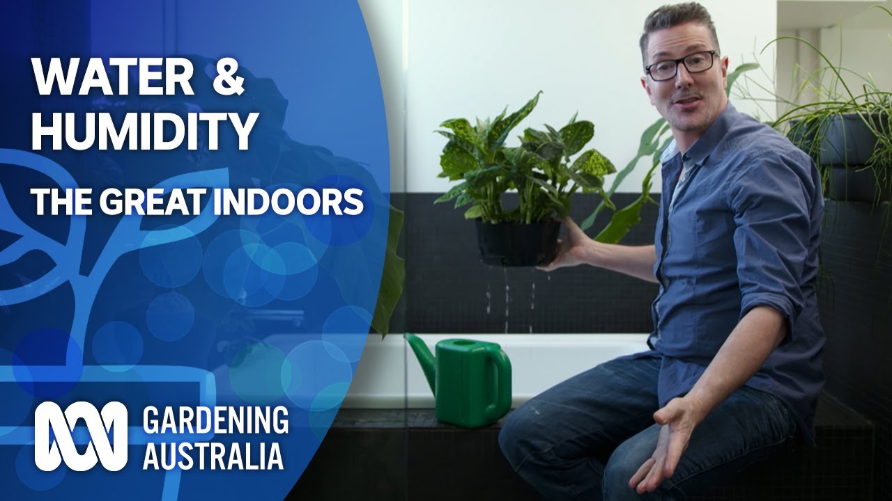 Water and Humidity | Indoor Plants And Balcony Gardens | Gardening Australia