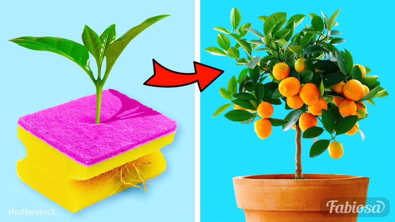 Gardening tips: Easy ways to grow exotic fruits at home
